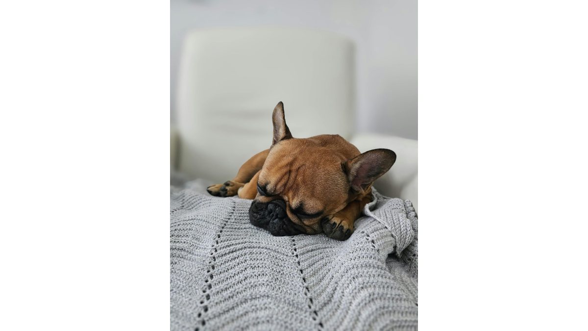 Norbert Farkas: A bundás kisded című vers illusztrációja a Múzsák Könyvtárában