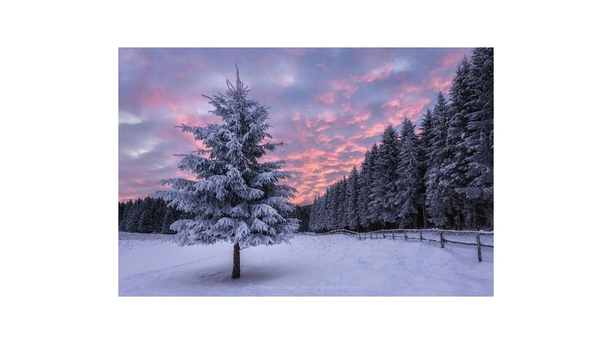 Natali Sanders: A fenyő álma című vers illusztrációja a Múzsák Könyvtárában