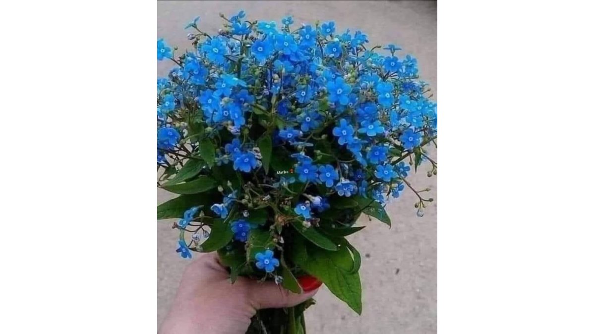 Soósné Balassa Eszter: Anyák napjára neked nagyanyám című vers illusztrációja a Múzsák Könyvtárában