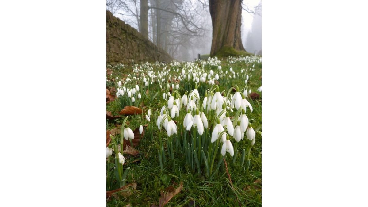 Bandics Zsuzsanna: Hóvirágmező című vers illusztrációja a Múzsák Könyvtárában