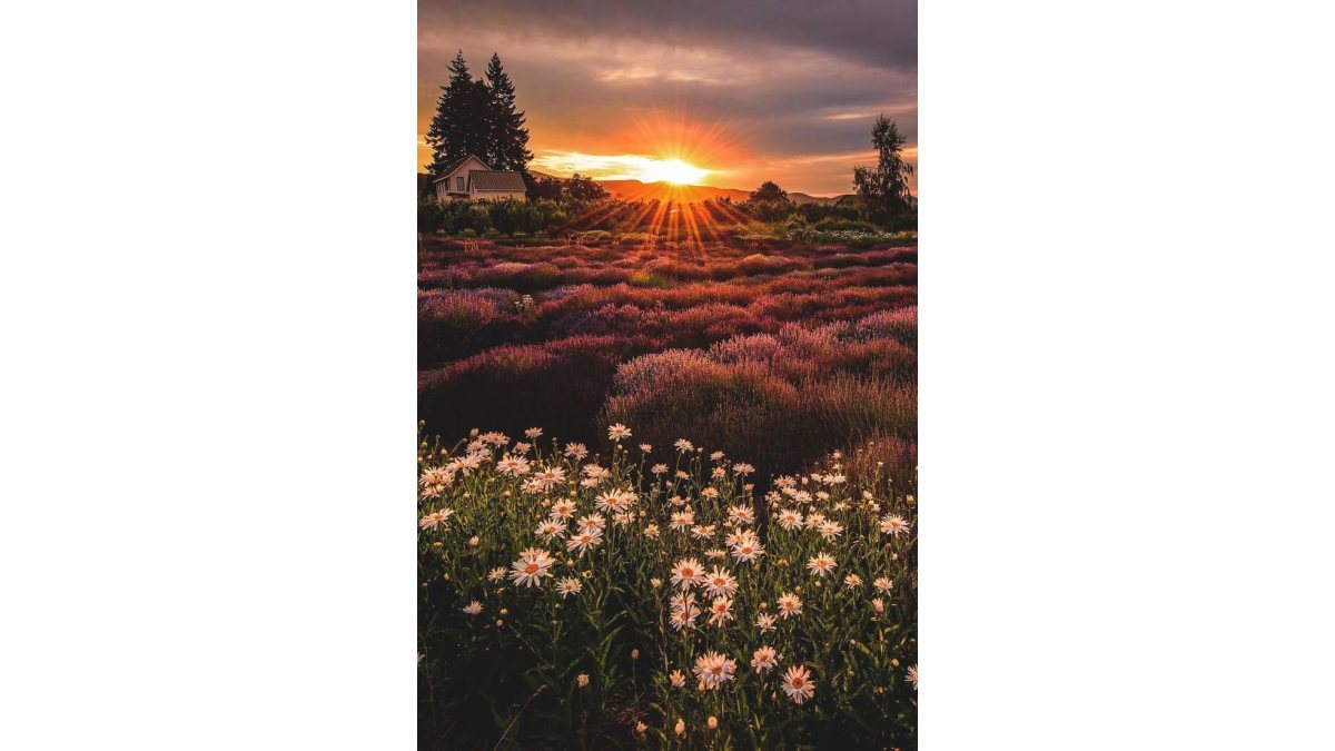 Pécsi Petra Barbara: Révült perc című vers illusztrációja a Múzsák Könyvtárában