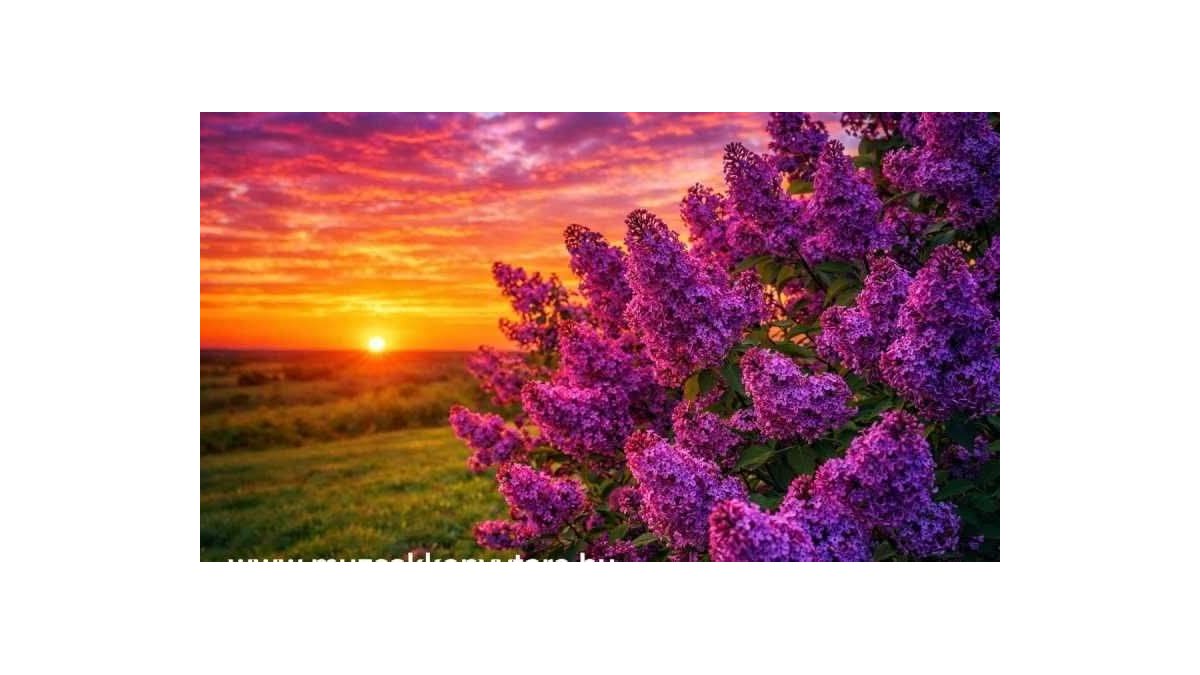 K. Barbara: Az orgona emléke című vers illusztrációja a Múzsák Könyvtárában