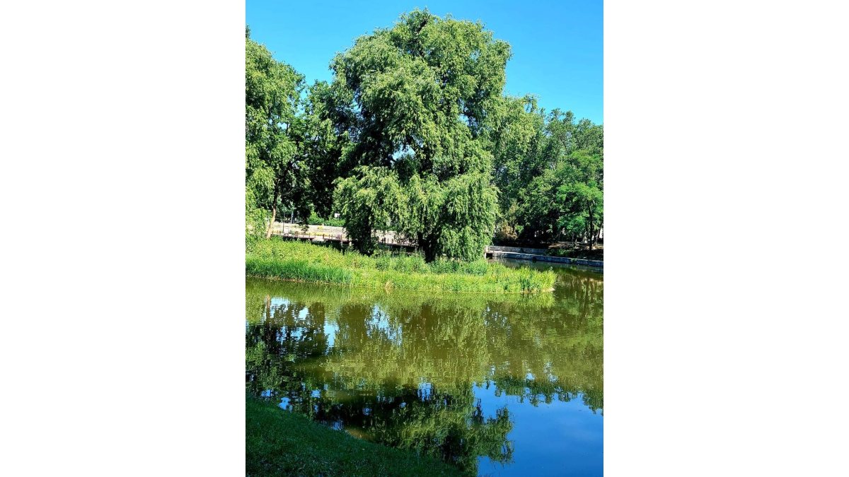 Petres Katalin: Az igazi fegyver című vers illusztrációja a Múzsák Könyvtárában