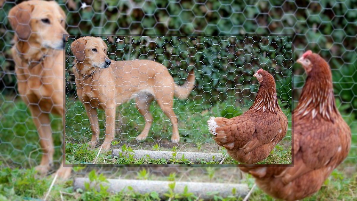 Garami Nelli: Félreértés című novella illusztrációja a Múzsák Könyvtárában.