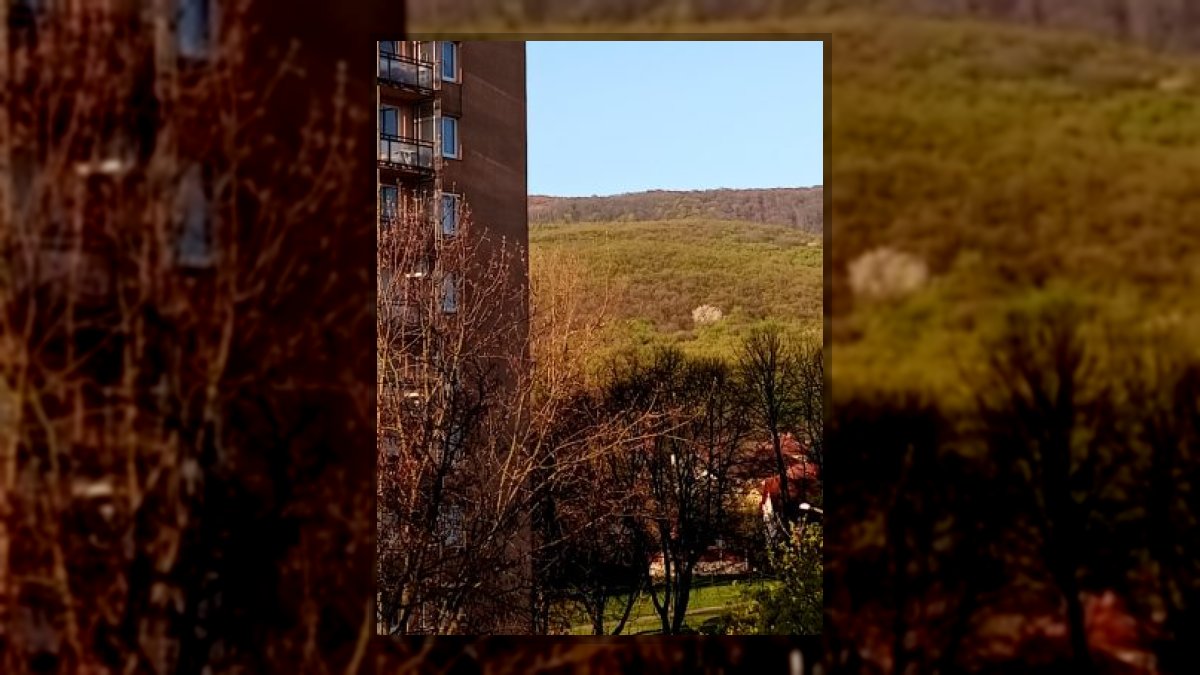 Fekete Ida Virág: Virágzik a fám a hegyen című vers illusztrációja a Múzsák Könyvtárában