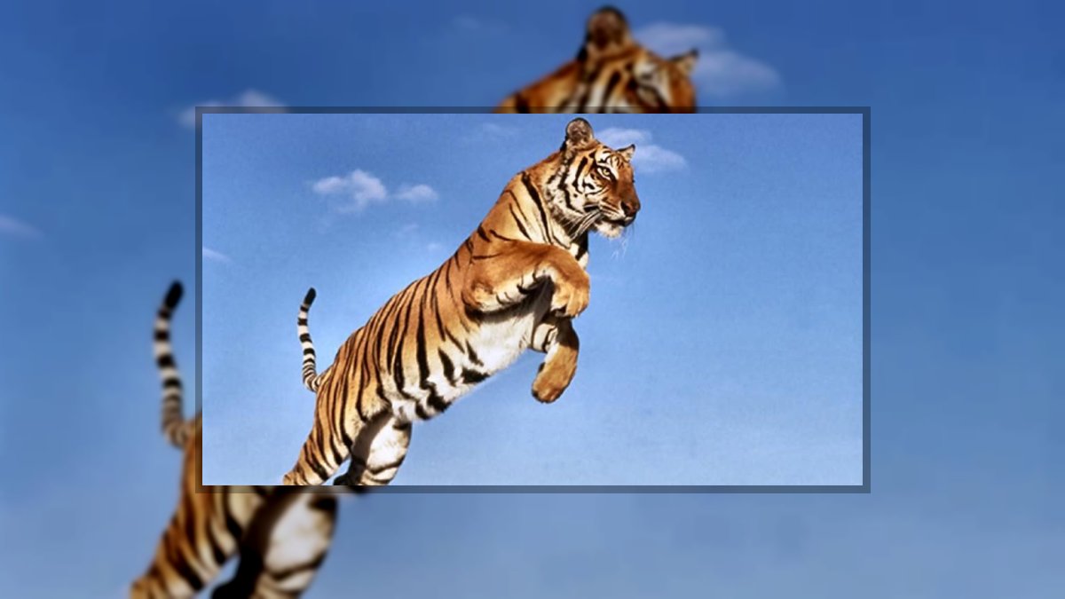 Garami Nelli: TIGRISUGRÁS című novella illusztrációja a Múzsák Könyvtárában.