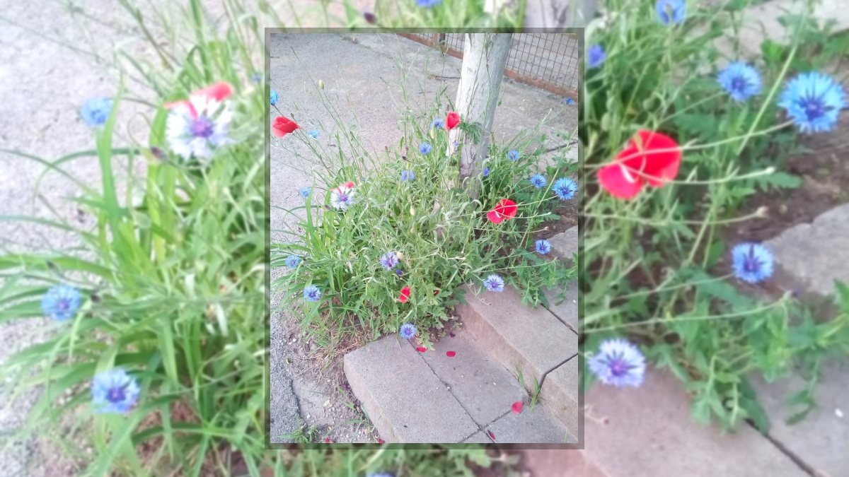 Petres Katalin: Lélek gondozó című vers illusztrációja a Múzsák Könyvtárában