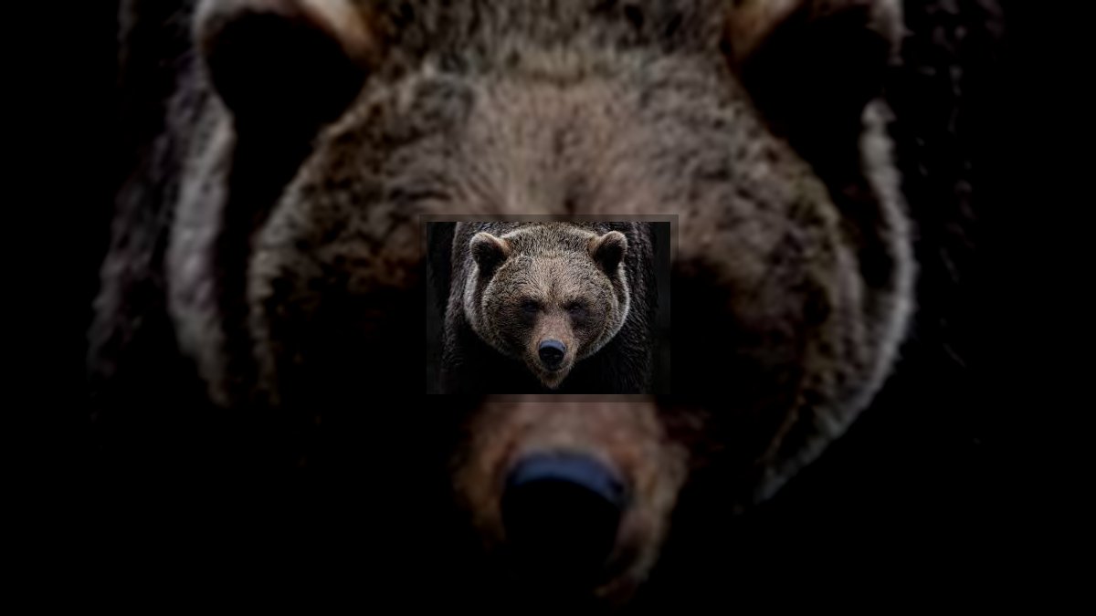 Alexander Corvinus: A medve című novella illusztrációja a Múzsák Könyvtárában.