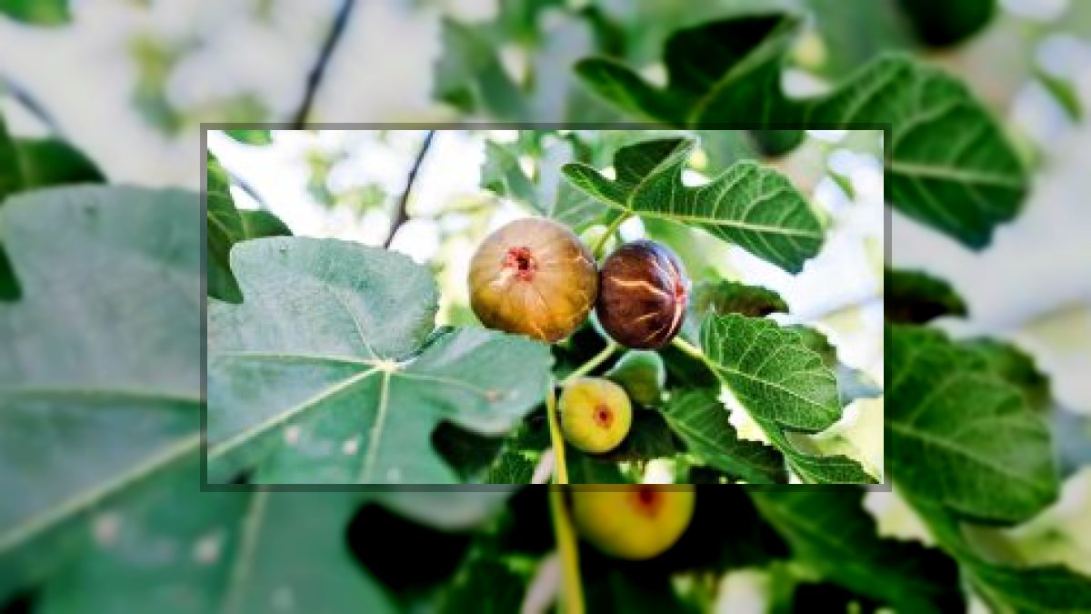 Kovács Attila: Vén fügefa című vers illusztrációja a Múzsák Könyvtárában