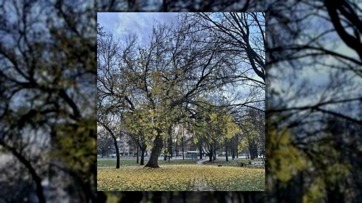 Fekete Ida Virág: A fa élete négy évszakon át című vers illusztrációja a Múzsák Könyvtárában