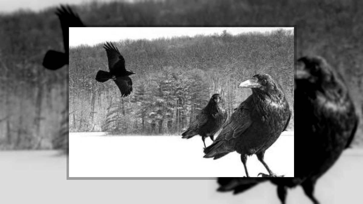 Aurora Amelia Joplin: Hómezők varjai című vers illusztrációja a Múzsák Könyvtárában