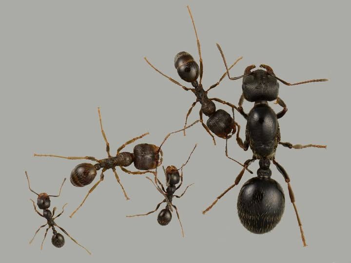 Garami Nelli: Hangya című novella illusztrációja a Múzsák Könyvtárában.