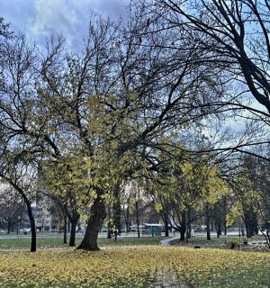 Fekete Ida Virág: A fa élete négy évszakon át című vers illusztrációja a Múzsák Könyvtárában