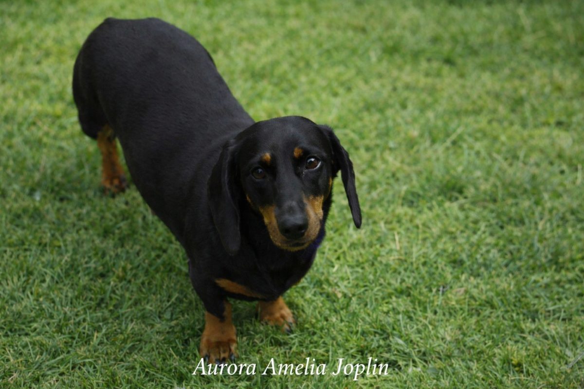 Aurora Amelia Joplin: Hű társam, Mollyka című vers illusztrációja a Múzsák Könyvtárában