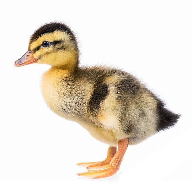 Buglyó Juliánna: A lemaradt kiskacsa című mese illusztrációja a Múzsák Könyvtárában