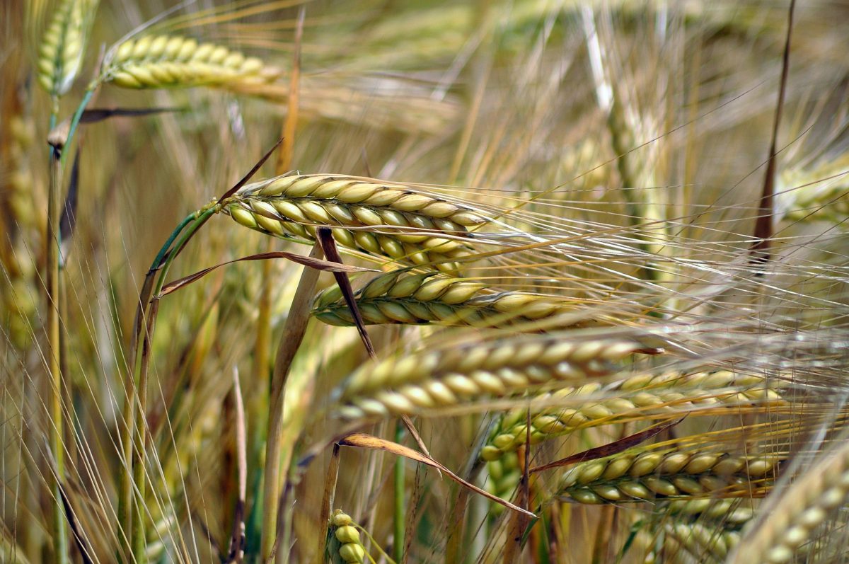 Gani Zsuzsa: Augusztus csendben érkezik című vers illusztrációja a Múzsák Könyvtárában