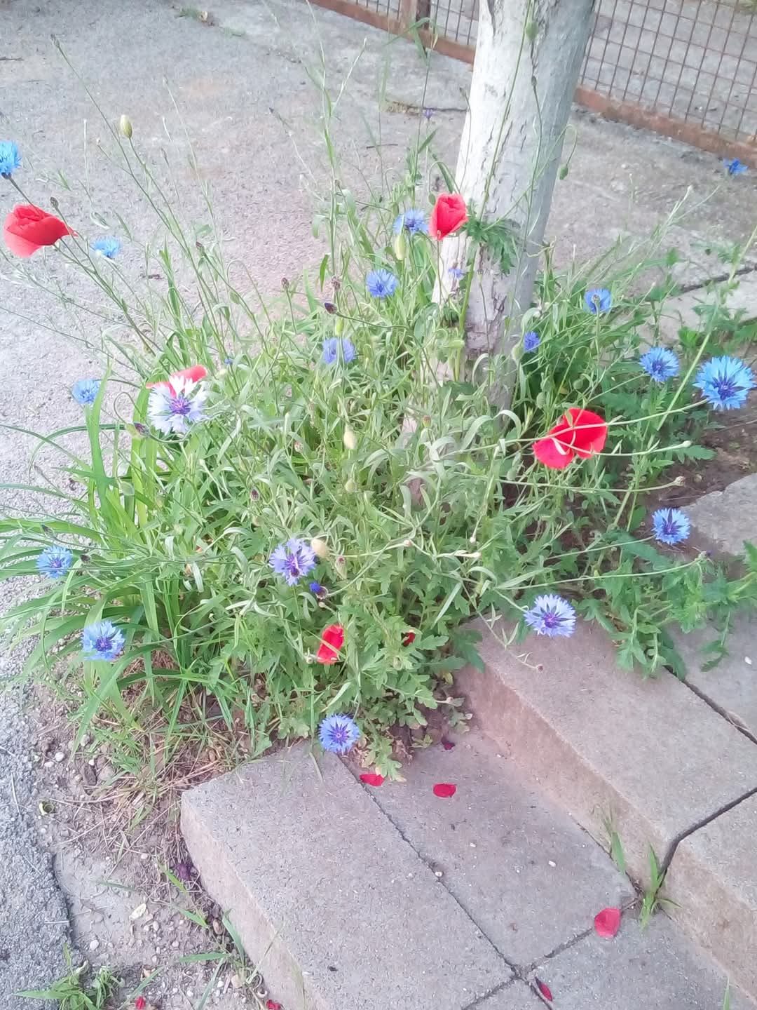 Petres Katalin: Lélek gondozó című vers illusztrációja a Múzsák Könyvtárában