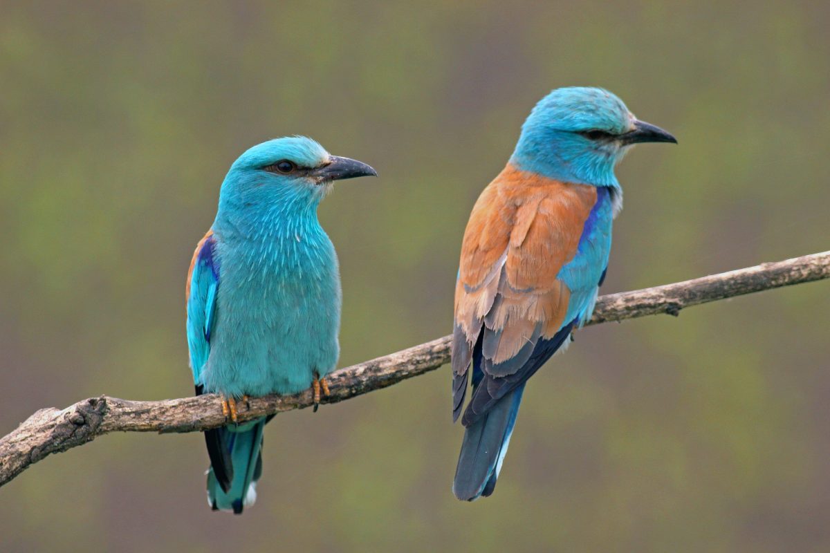 Magdus Melinda: Csivitelő csiripelők című mese illusztrációja a Múzsák Könyvtárában