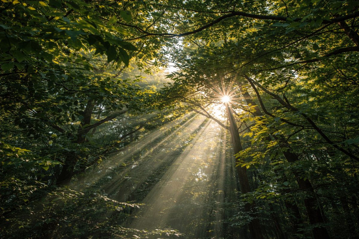 Aurora Amelia Joplin: A zöld csönd című novella illusztrációja a Múzsák Könyvtárában