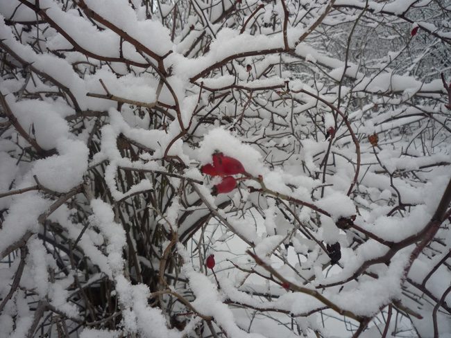 Czirják Tiborné Móra Gyöngyi: Téli varázslat című vers illusztrációja a Múzsák Könyvtárában