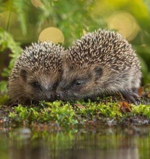 Buglyó Juliánna: Sün testvérkék kíváncsiskodó utazása című mese illusztrációja a Múzsák Könyvtárában