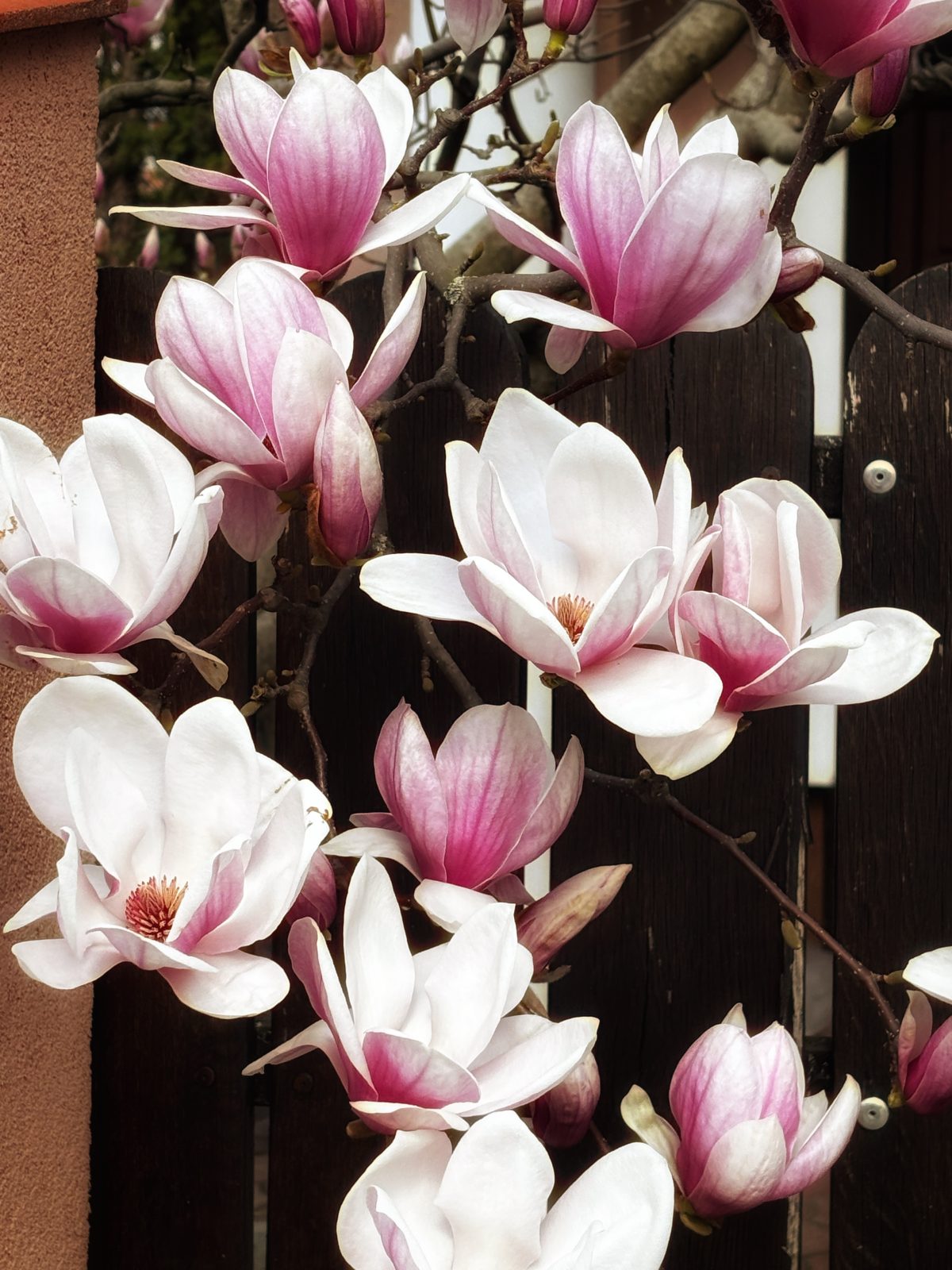 Oláh Timi: Tavasz című vers illusztrációja a Múzsák Könyvtárában