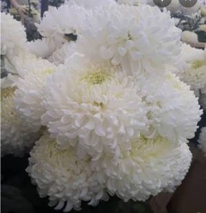 Fekete Ida Virág: Édesanyám, bocsáss meg című vers illusztrációja a Múzsák Könyvtárában