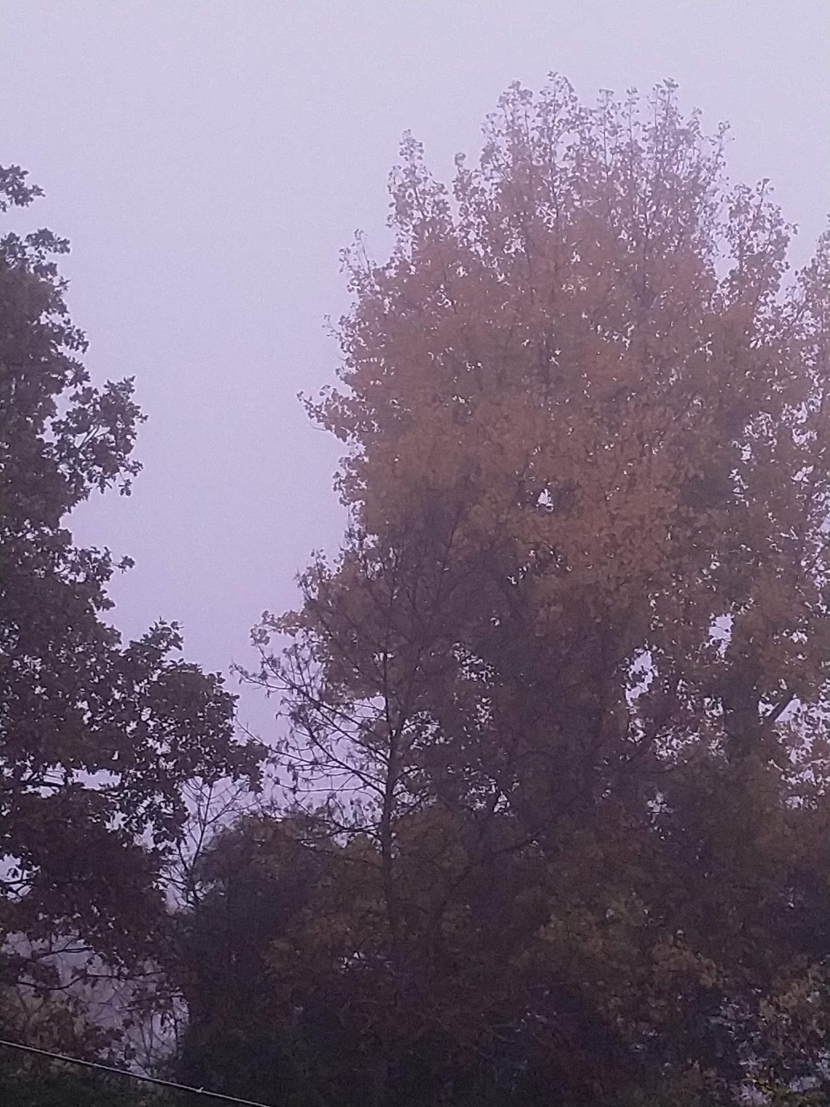 Gábor Edit: Az erdőcske őszi ködben című vers illusztrációja a Múzsák Könyvtárában