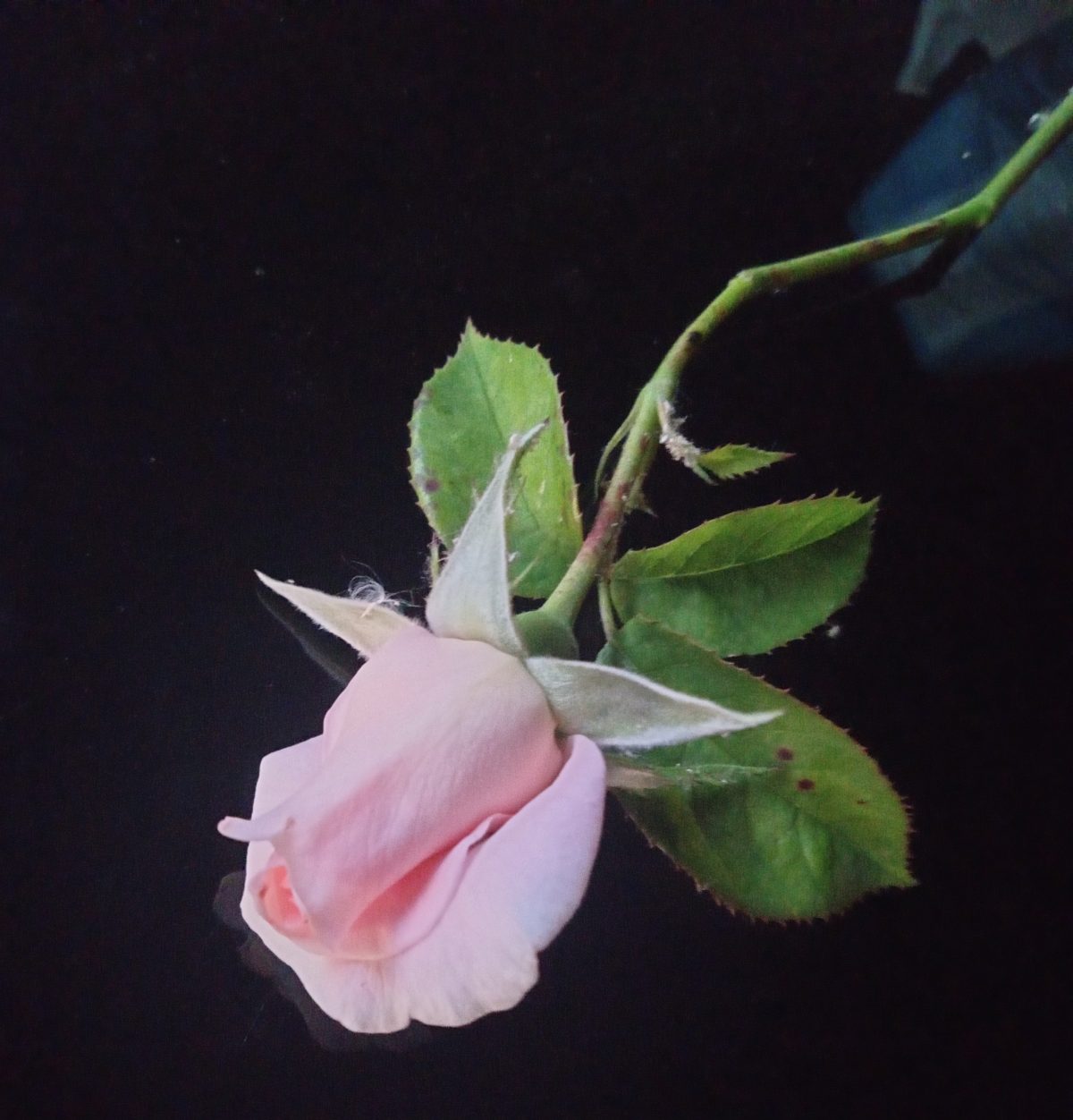 Végh Éva Ive: Szétszakadt szív című vers illusztrációja a Múzsák Könyvtárában