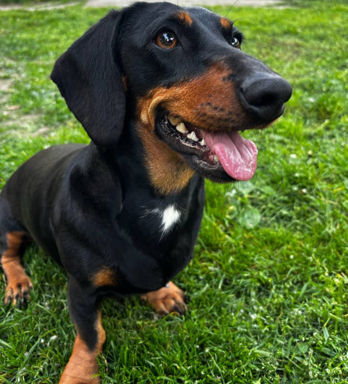 Aurora Amelia Joplin: Molly kutyám című vers illusztrációja a Múzsák Könyvtárában