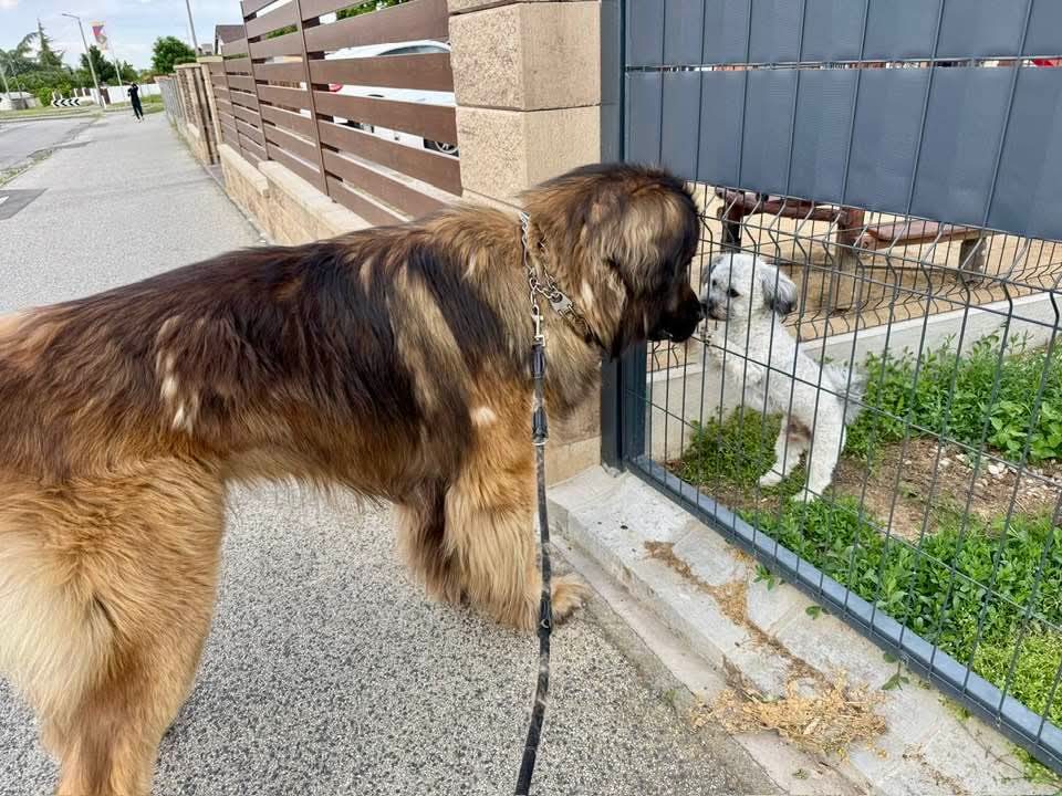 Norbert Farkas: Ebek hercege című vers illusztrációja a Múzsák Könyvtárában