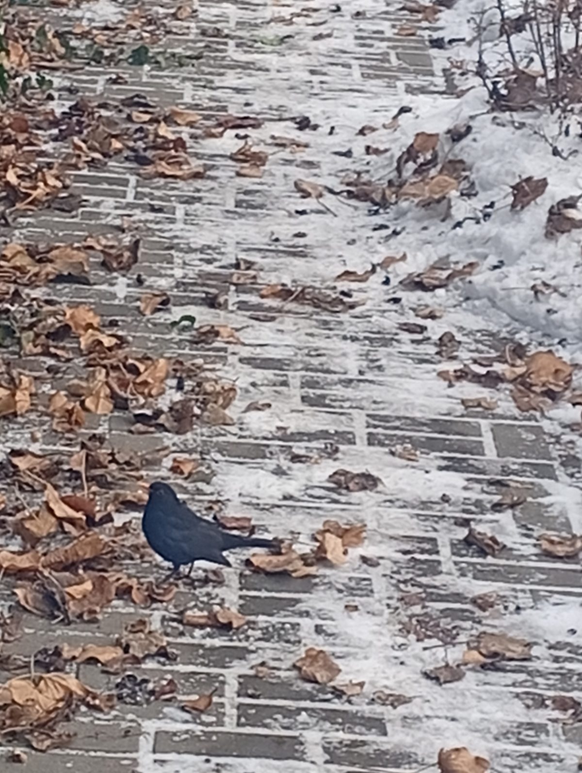 Norbert Farkas: Rigó. Rod rigó című vers illusztrációja a Múzsák Könyvtárában