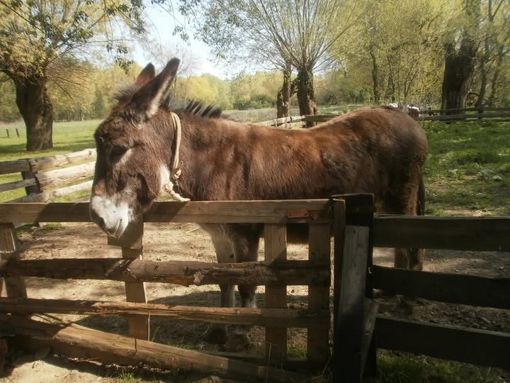 Garami Nelli: Brigi és a csacsi című mese illusztrációja a Múzsák Könyvtárában