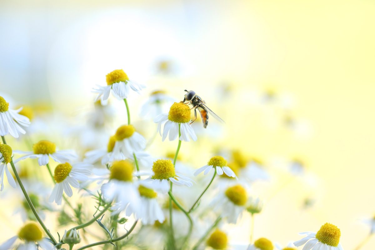 Gani Zsuzsa: Itt a nyár című vers illusztrációja a Múzsák Könyvtárában