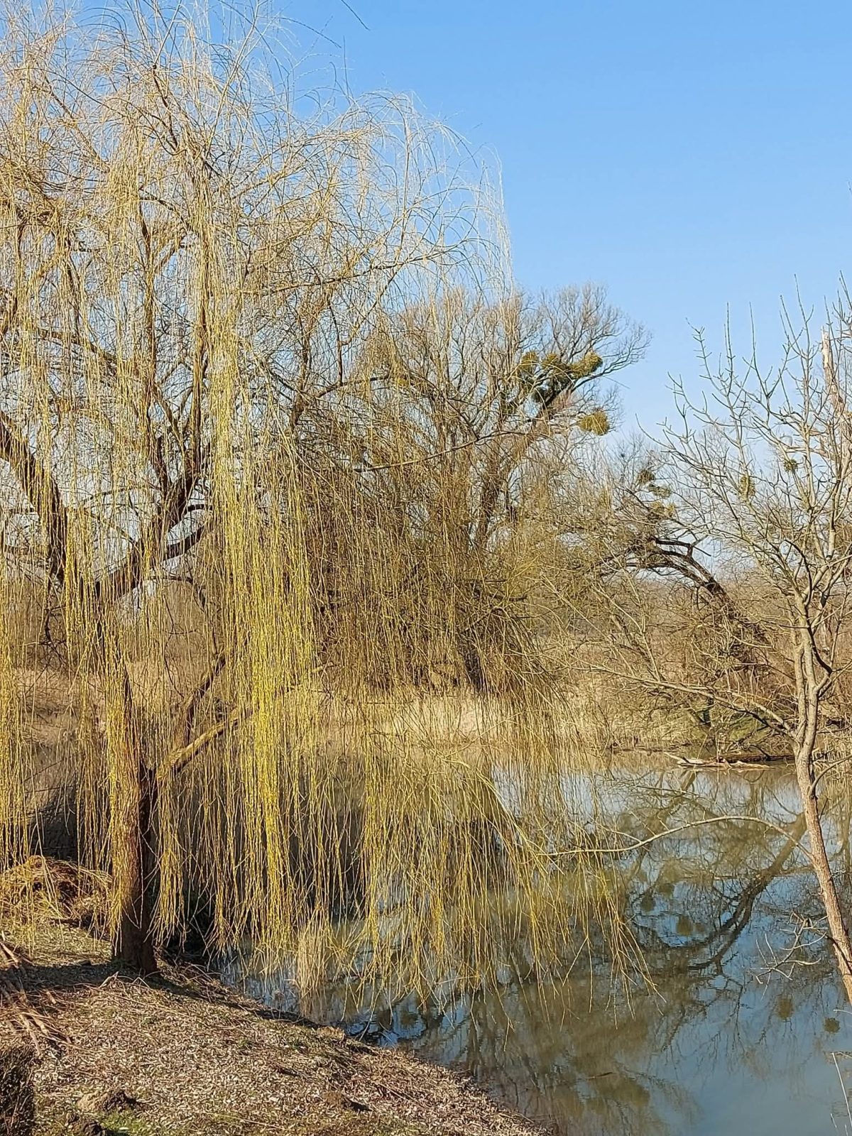 Soósné Balassa Eszter: Szomorú fűz című vers illusztrációja a Múzsák Könyvtárában