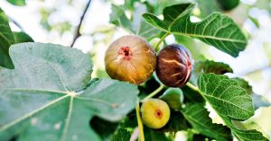 Kovács Attila: Vén fügefa című vers illusztrációja a Múzsák Könyvtárában