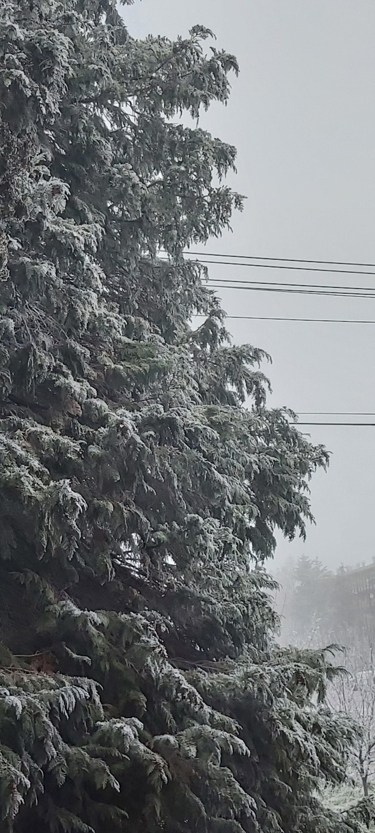 Brettnerné Ónadi Krisztina: Fagyos című vers illusztrációja a Múzsák Könyvtárában