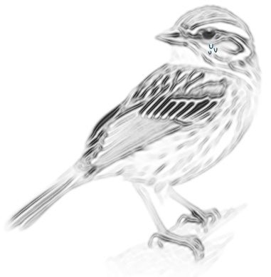 Híres B Ede: Kicsi szürke veréb című vers illusztrációja a Múzsák Könyvtárában