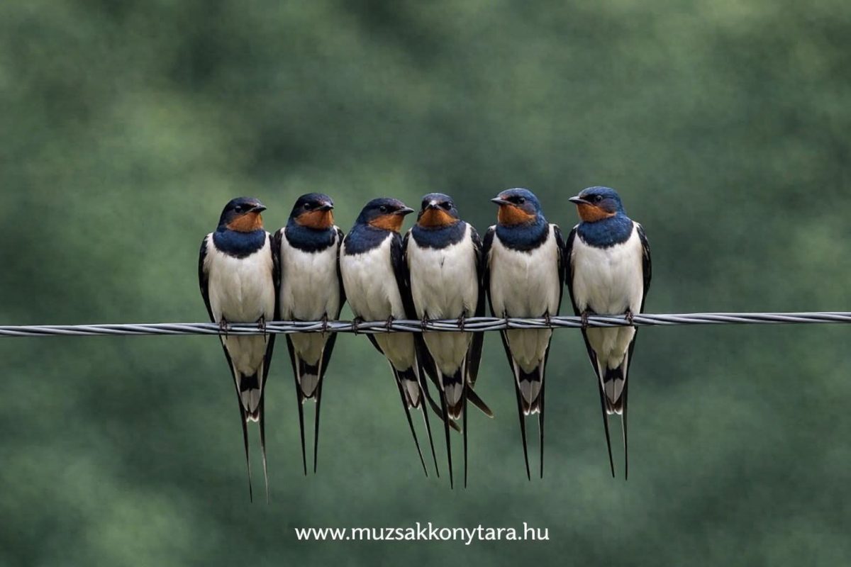 Vasasné Koszla Beáta: Szépséges fecskék című vers illusztrációja a Múzsák Könyvtárában