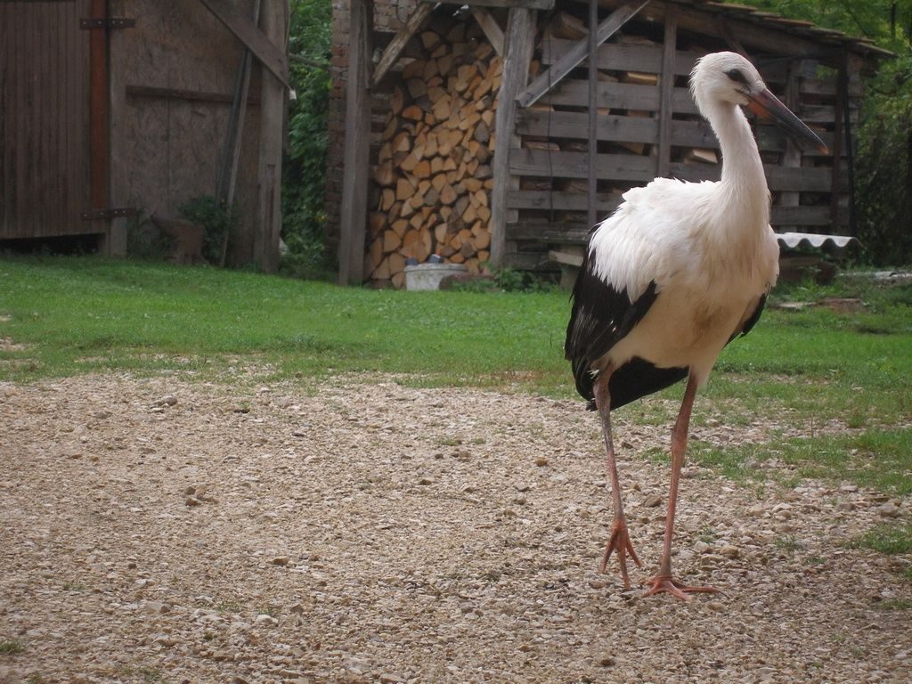 Buglyó Juliánna: A gólya című mese illusztrációja a Múzsák Könyvtárában